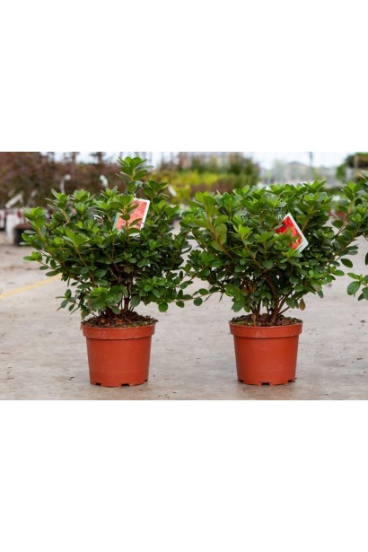 Рододендрон Ардеур / Азалія - 2-5л/вис.30-40см/Ø30-40см